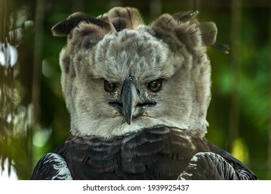 Close-up full face portrait of a harpy eagle. The American harpy eagle (Harpia harpyja) lives in the tropical lowland rainforests of America. It's a Near Threatened species.