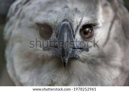 Close-up full face portrait of a harpy eagle. The American harpy eagle (Harpia harpyja) lives in the tropical lowland rainforests of America. It's a Near Threatened species.
