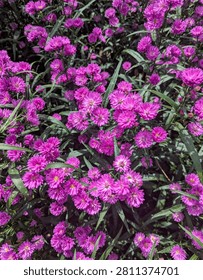 Close-up full frame background of abundant vibrant purple aster flowers blooming in a lush garden.