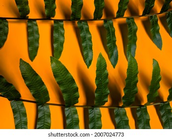 Close-up Full Frame Of Fern Leaf Vain Against Orange Background 