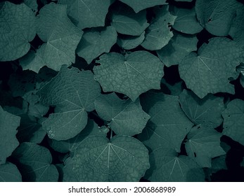 Close-up Full Frame Of Green Leaf Vain 