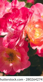 Close-up full frame macro shot of vibrant pink and yellow roses blooming in a sunlit summer garden.