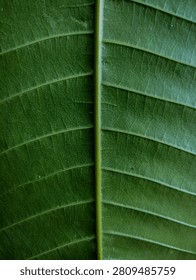 Close-up full frame texture of a green leaf showing prominent midrib and detailed parallel veins.