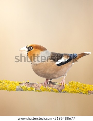 Similar – Hawfinch