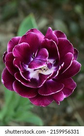 Close-up Of The Full Open Burgundy Tulip Flower Against The Natural Background