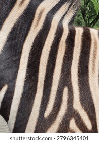 Close-up full-frame background texture of black and white stripes on a zebra's fur.