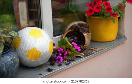 Closeup Fun Joy Playful Kid Boy Son Sport Shock Shame Sorry Symbol Fresh Bloom Leaf Still Life. Close Up View Funny Cut Fly Fall Split Clay Bowl Error Goal Surprise Earth Dirt Green Grow Floral Flora