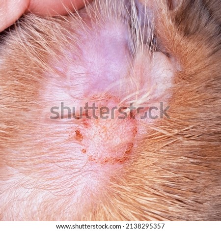Close-up of a fungal lesion in a cat's ear. Typical circular lesion of ringworm. Microsporum canis diagnosis. 