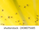 Closeup of fungus gnats being stuck to yellow sticky tape.