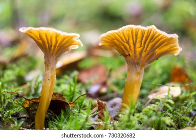 Closeup Of Funnel Chanterelle In Forest