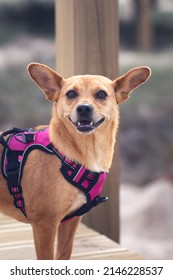 Close-up of a funny mixed-breed dog with big perky ears smiling happily at camera and wearing a pink harness standing on a pier. Dog portrait in nature with vertical composition and blurred background - Shutterstock ID 2146228537