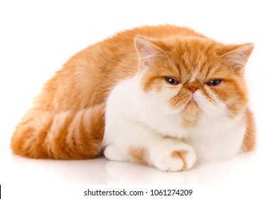 exotic shorthair red