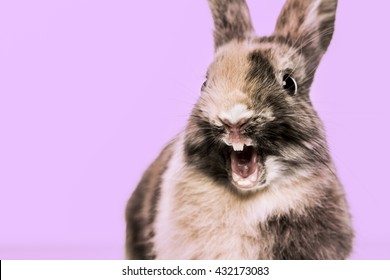 bunny mouth