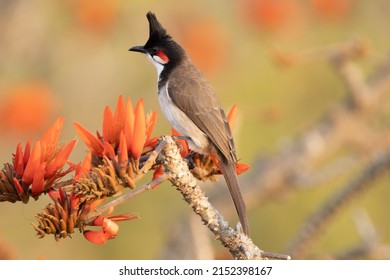 A closeup of a funny red-whiskered bulbul perched on a tree branch