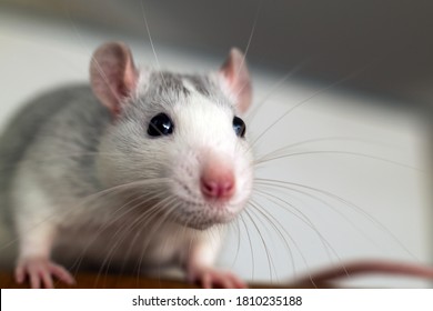 Closeup Of Funny White Domestic Rat With Long Whiskers.