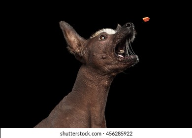 Closeup Funny Xoloitzcuintle - Hairless Mexican Dog Breed Open Mouth With Drool Catch Treats, On Isolated Black Background