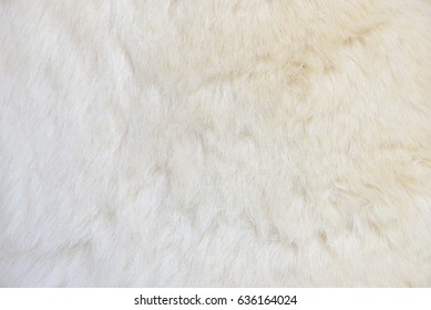 Close-up Of The Fur Of White Polar Bear