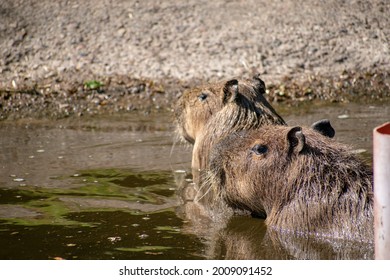 678 Capybara Swimming Images, Stock Photos & Vectors | Shutterstock