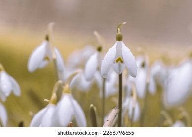Close-up of Galanthus nivalis, also called the snowdrop or common snowdrop, the best-known and most widespread of the species in its genus. Sainte Marie la Blanche, Burgundy, France. - Shutterstock ID 2266796655