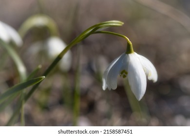 A Closeup Of Galanthus Nivalis, The Snowdrop Or Common Snowdrop  Shallow Focus 