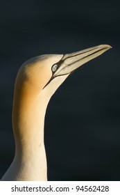 A close-up of a gannet