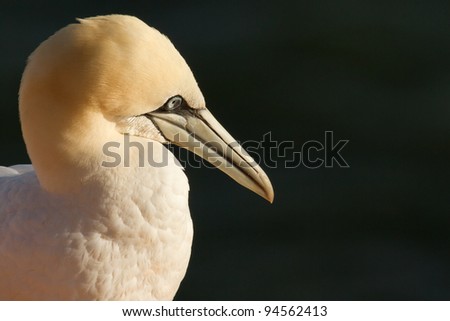A close-up of a gannet