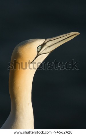 A close-up of a gannet