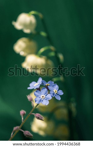 Similar – Foto Bild Convallaria majalis