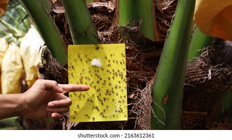 Close-up of garden glue traps. The fingers of the yellow sticky card trap hang on the palm trees to control insects and pests in organic farms. Selective focus
