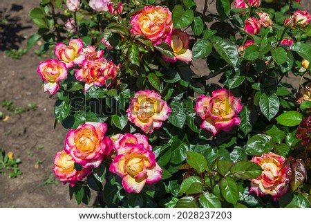Close-up of garden rose Pullman Orient Express
