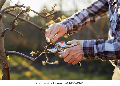 Close-up of a gardener pruning a fruit tree