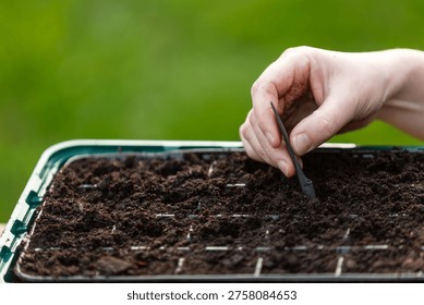 Close-up of gardener using a dibber tool to make holes in seedling tray soil for seeds