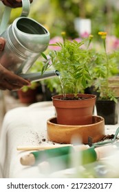 Close-up Of Gardener Watering Houseplant In Pot With Watering Can After Transplantation