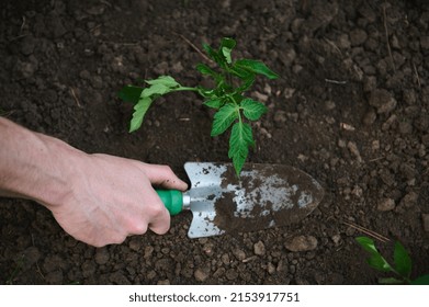 Close-up gardener's hand using a garden shovel digs the ground near tomato seedlings planted in black soil in a flowerbed in the open field in the vegetable garden