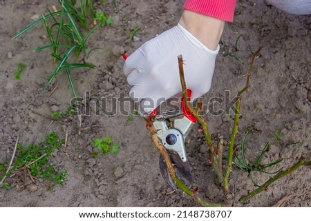 Close-up of gardeners in protective gloves with a garden pruner doing spring pruning of a rose bush. selective focus