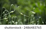 Close-up of garlic scapes curling in a garden. The image captures natural growth, greenery, and the beauty of organic farming.