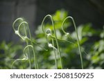 Close-up of garlic scapes curling in a garden. The image captures natural growth, greenery, and the beauty of organic farming.