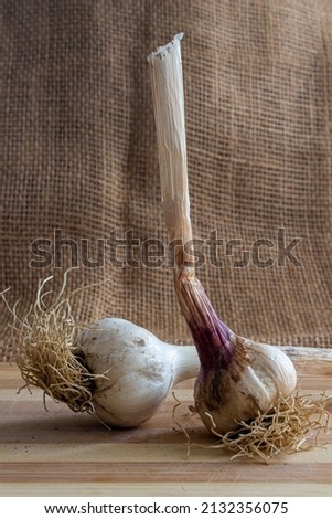 Similar – Foto Bild Natürliche Knoblauch auf Holzuntergrund