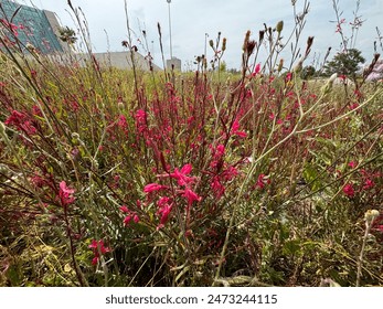 Close-up of gaura lindheimeri pink flowers. Vibrant colored pink gaura blossoms. Pink gaura flowers Oenothera lindheimeri known as Lindheimer's beeblossom and Indian feather. - Powered by Shutterstock