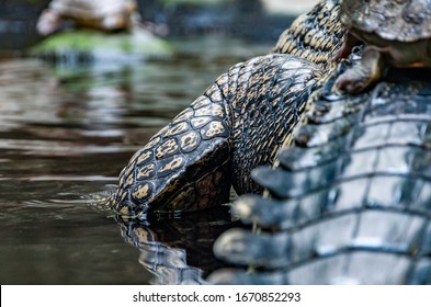 Closeup Of Gavial. The Gharial, Also Known As The Gavial Or The Fish-eating Crocodile, Is A Crocodilian In The Family Gavialidae.