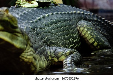 Closeup Of Gavial. The Gharial, Also Known As The Gavial Or The Fish-eating Crocodile, Is A Crocodilian In The Family Gavialidae.