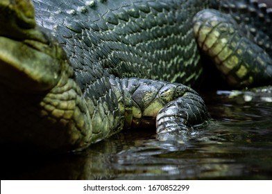 Closeup Of Gavial. The Gharial, Also Known As The Gavial Or The Fish-eating Crocodile, Is A Crocodilian In The Family Gavialidae.