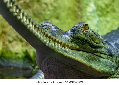 Closeup Of Gavial. The Gharial, Also Known As The Gavial Or The Fish-eating Crocodile, Is A Crocodilian In The Family Gavialidae.