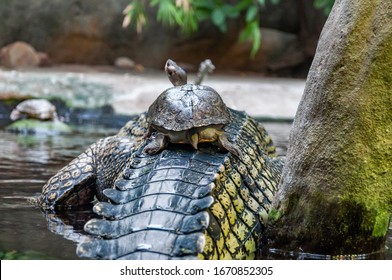 Closeup Of Gavial. The Gharial, Also Known As The Gavial Or The Fish-eating Crocodile, Is A Crocodilian In The Family Gavialidae.