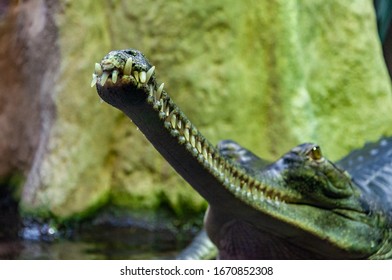 Closeup Of Gavial. The Gharial, Also Known As The Gavial Or The Fish-eating Crocodile, Is A Crocodilian In The Family Gavialidae.