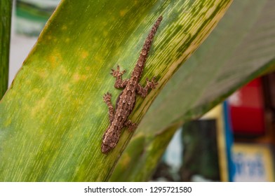 Closeup - Gecco On A Leaf