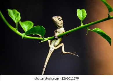 Close-up Of A Gecko Holding On To A Branch