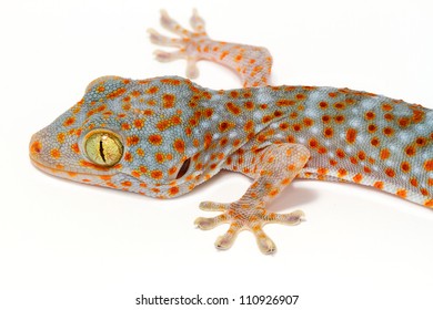 4,532 Gecko skin pattern Images, Stock Photos & Vectors | Shutterstock