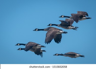 Closeup of geese flying in formation