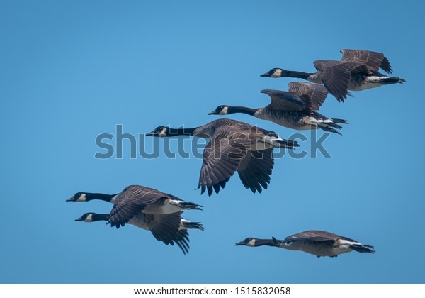 Closeup of geese flying in\
formation